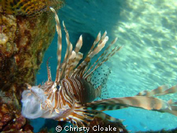 Lion Fish taken on a Fuji F31 on macro setting. by Christy Cloake 